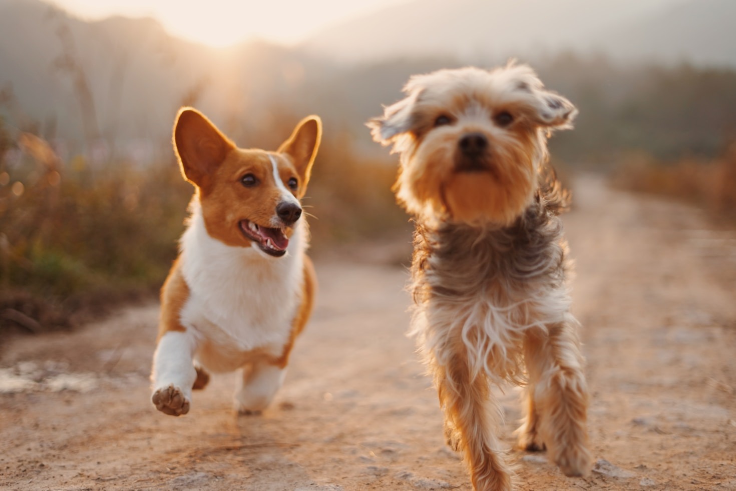 5 Benefits of Professional Dog Walking Services