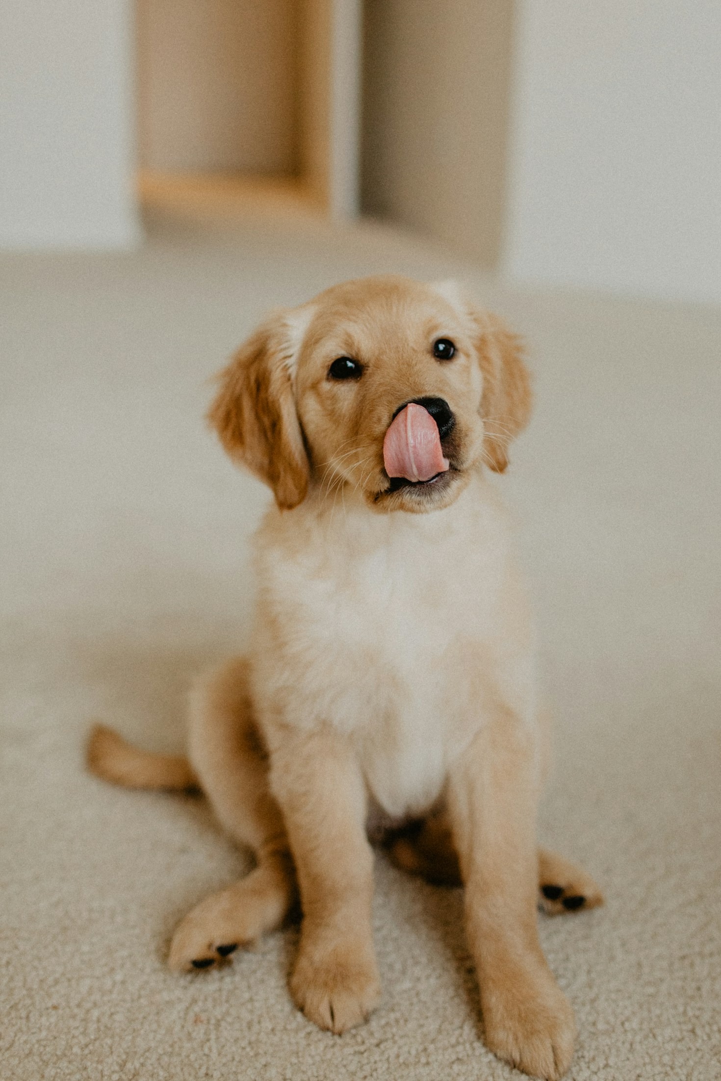 How to Choose the Right Pet Sitter for Your Needs