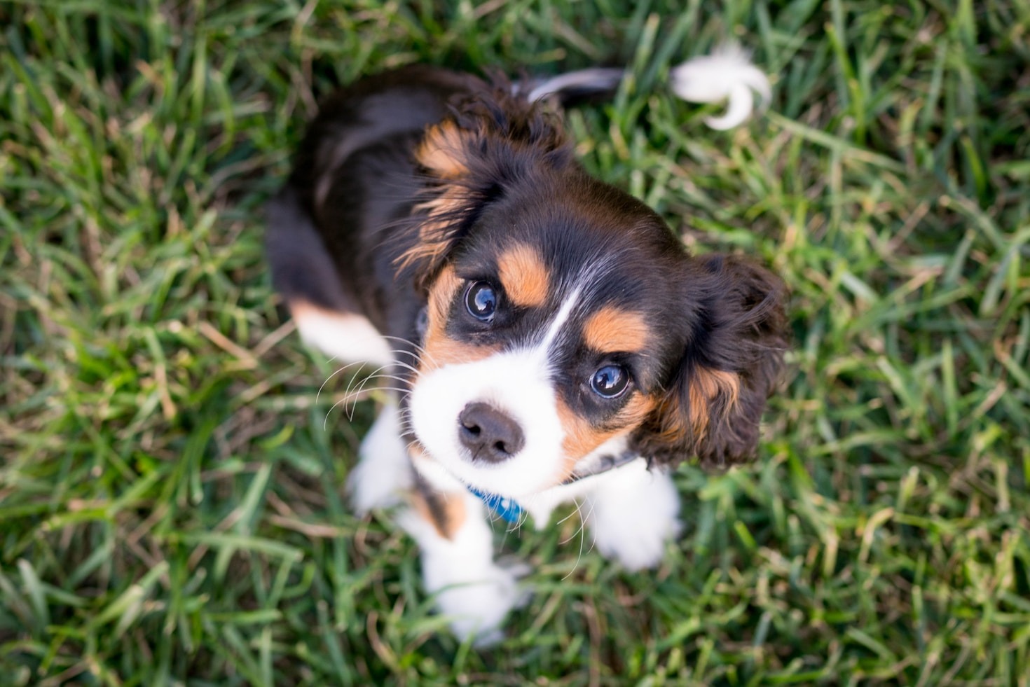 Why North London Pet Owners Choose Us
